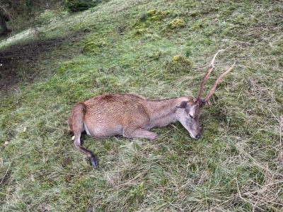 На Міжгірщині в Біопарку зловмисники потруїли оленів