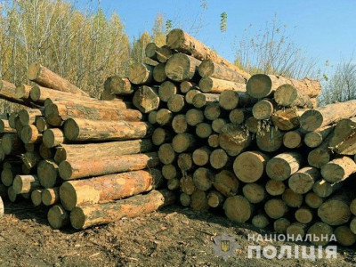 Збитків на 3 мільйони: на Чернігівщині затримали злочинну групу, яка вирубувала ліс
