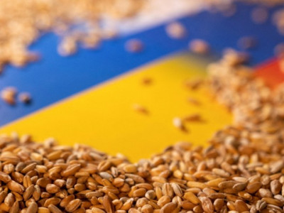 Україна розповіла про географію експорту зерновим коридором: на Африку припадає 27% пшениці