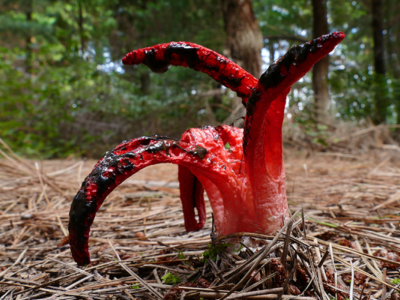 Пальці диявола: на Тернопільщині знайшли незвичайний гриб