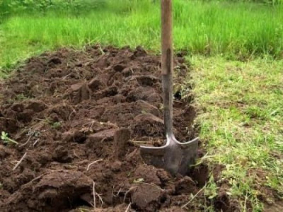 Готуємо землю перед посадкою часнику: хитрість, про яку не всі знають