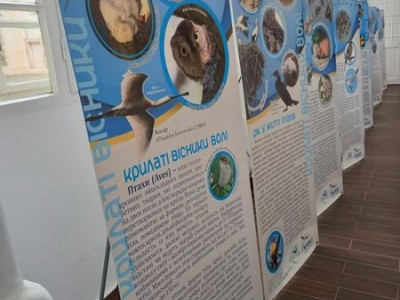 У Закарпатському краєзнавчому музеї презентували виставку про птахів Карпат