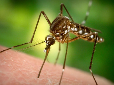 В Австралії аномально збільшилася кількість комарів