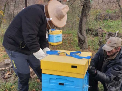Волонтери допомогли евакуювати бджіл з Харківщини