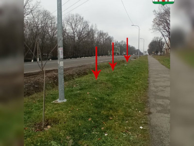 У Заліщиках вандали знищили рідкісні дерева