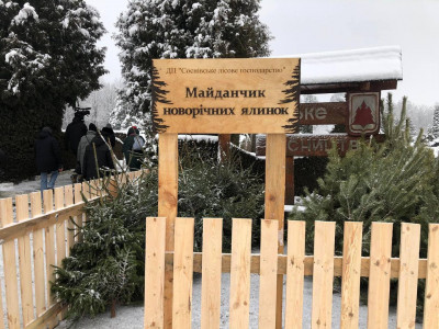153 тисячі новорічних дерев підготували лісівники Рівненщини