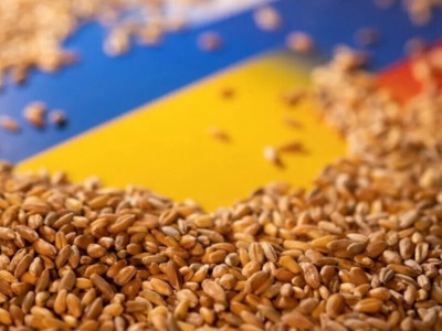 Крадіжка на мільйон: стало відомо скільки окупанти вивезли зерна з України