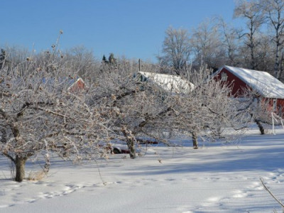 Як уберегти дерева й квіти від перепадів температури взимку ‒ корисні поради