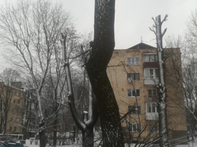 Екоактивісти вкотре закликають міську раду не знищувати дерева у Тернополі (+фото)