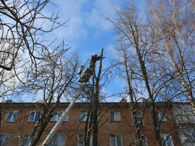 У “Новій якості” пояснили процедуру спилювання дерев