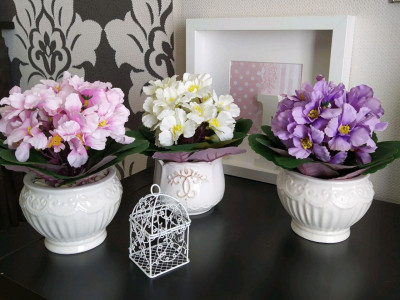 Будуть цвісти і пахнути навіть у найхолодніші дні: копійчаний диво-засіб для кімнатних рослин у холоди