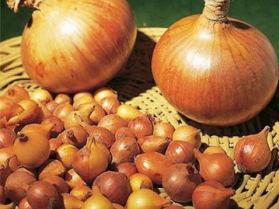 Прогноз щодо цін на цибулю