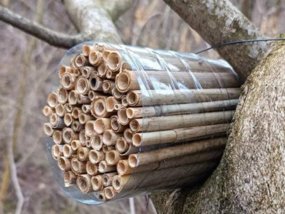 У парку «Знесіння» з’явилися дивні гнізда. Людей просять їх не чіпати