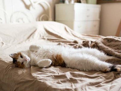 Чому кіт спить на людині та що означають його пози й місце