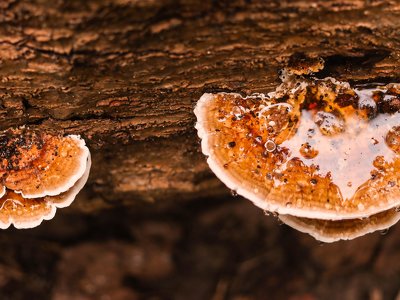 Викликає велику тривогу: зафіксували перший випадок зараження людини грибом