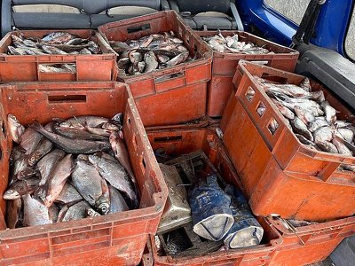 Збитків на мільйони. У Бугаївці зупинили автівку, якою перевозили сотні кілограмів риби без документів