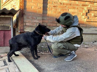Більшість тварин, яких доводиться рятувати – домашні: як виживають притулки під час повномасштабної війни