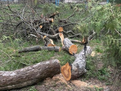 Жінка вилізла на дерево в Тернополі – аби висловити свою позицію щодо знищення дерев в місті