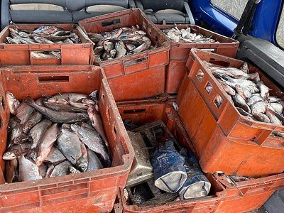 На Кременчуччині чоловік незаконно виловив та перевозив понад 320 кг риби