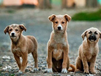 Вирішується питання організації компактного розміщення безпритульних тварин, які перебувають на вулицях міста Сокиряни