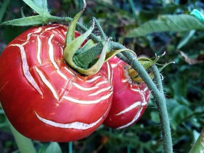Чому розтріскуються помідори і як цього уникнути