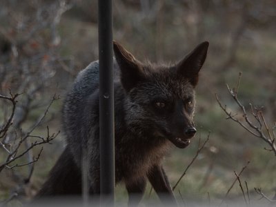У Британії врятували рідкісну чорну лисицю: фото екзотичного хижака