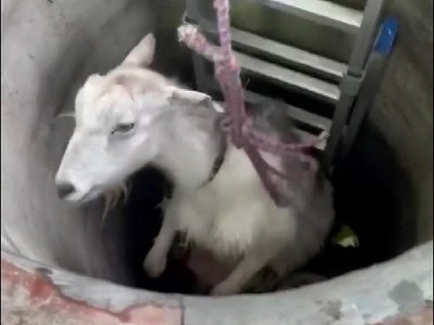 На Миколаївщині врятували козу, яка впала у колодязь