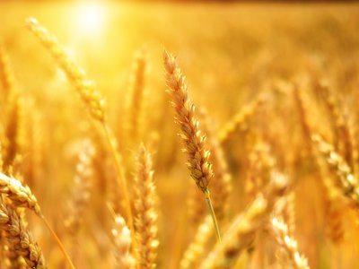 Пишні пшеничні поля по всій Європі стримують витрати на продукти харчування, – Bloomberg