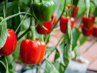 Підживу для перцю можна зробити з підручних засобів