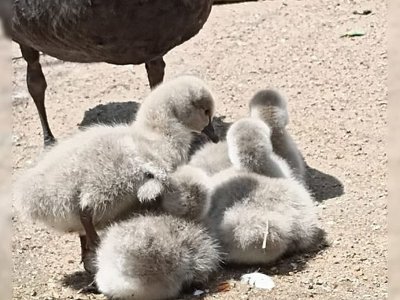 В Одесі на світ з’явилися пташенята чорних лебедів (ФОТО)