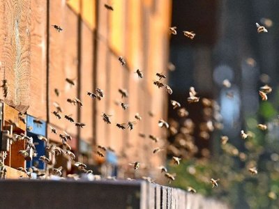 На Черкащині масово загинули бджоли