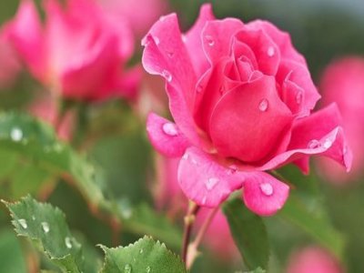 Чому не цвітуть троянди та як змусити їх розквітнути
