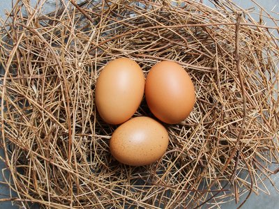 Вчені змогли визначати стать курчат у яйці за допомогою запаху