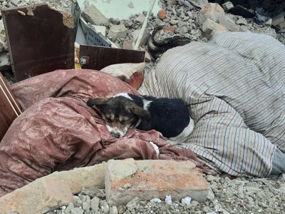 Собaкa Ельзa, якa втрaтилa господaрів через обстріл Львівщини, знaйшлa нових господaрів у Німеччині (фото)