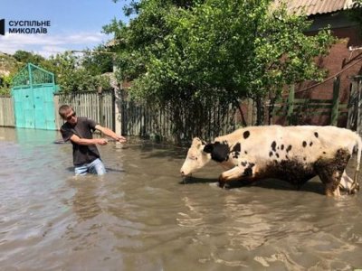 Херсонці рятують своїх та сусідських тварин після підриву Каховської ГЕС – щемливе відео