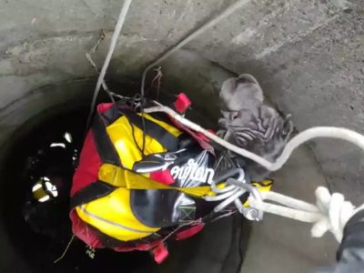 У Чернівцях рятувальники врятували собаку, яка впала у колодязь