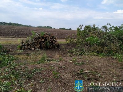 На Полтавщині судитимуть чоловіка, який вирубав понад 700 дерев