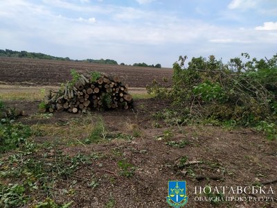 На Полтавщині підприємець незаконно нарубав дерев на 4 мільйони