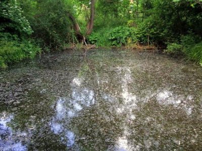 На Полтавщині в ставку знайшли мертву літню жінку