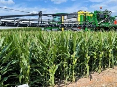 Сорт нової кукурудзи виростили у США