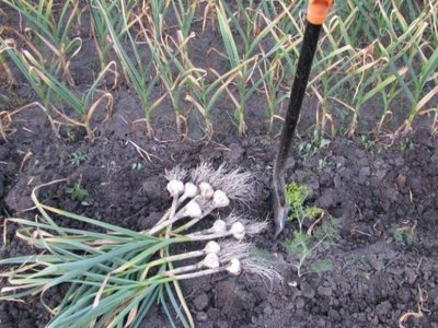 Коли викопувати часник: вірна бабусина ознака