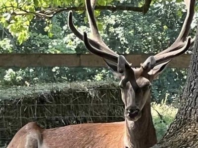На Черкащині прихистили врятоване оленя