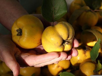 У садах дозріває айва — коли збирати і як правильно зберігати плоди