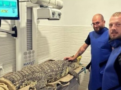 У Львові прооперують крокодила, якого евакуювали із Запоріжжя