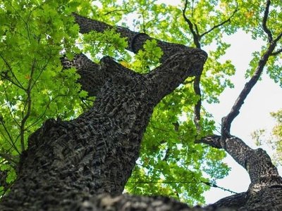 У Києві забудовник відновив будівництво ЖК впритул до Солом’янського парку, від Київради вимагають припинити роботи
