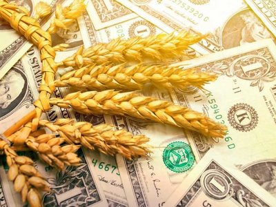 Вартість пшениці знизилася на тлі виходу першого судна із порту Одещини
