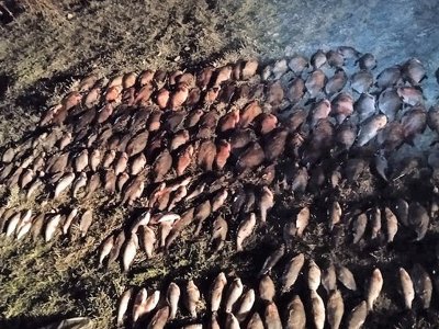Судитимуть двох рибалок, які набраконьєрили на 1,3 млн грн