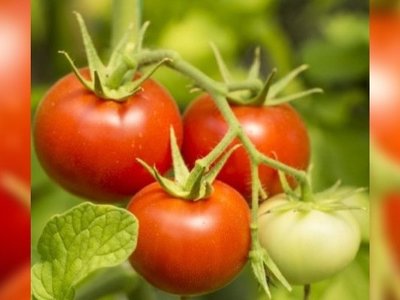 Найкращі сорти томатів: які обрати для вирощування