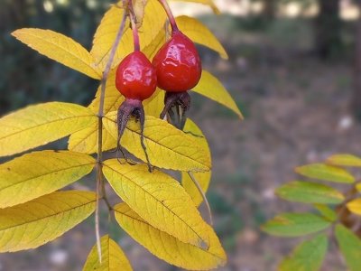 “Розігрів” перед гарячими вихідними: якої погоди чекати у п’ятницю