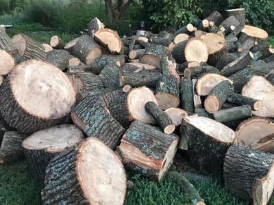 Зрубали понад 400 дерев на майже 2 мільйони гривень: викрито групу із семи осіб